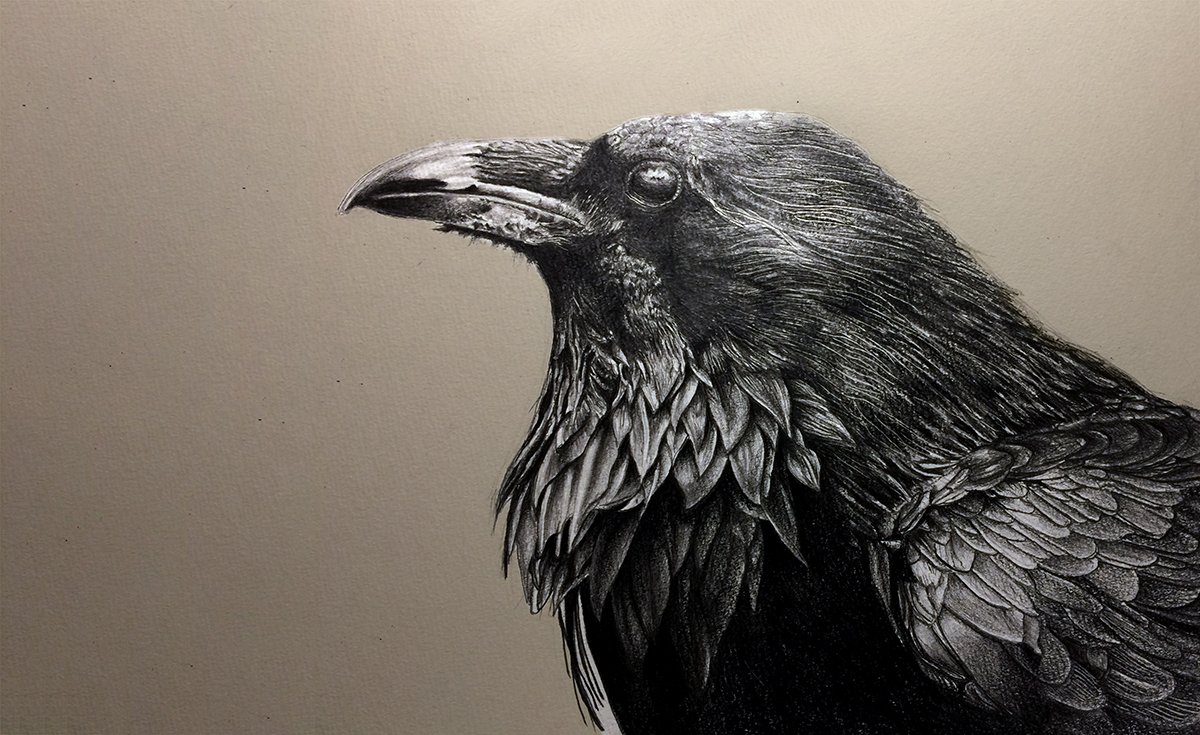 Detailed graphite drawing of a raven in profile